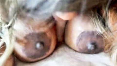 TiaMaria's thicc ebony breasts close-up with dark nipples