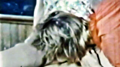 Retro teacher with wavy hair in orange dress, vintage porn thumbnail from O.Z. Films