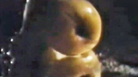 Vintage gay porn close-up of two nude male buttocks in anal position, Adam & Yves classic