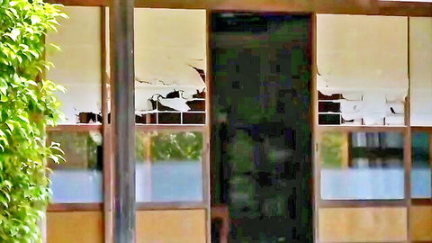 Shattered glass door panels with green plants and wooden frames in outdoor setting