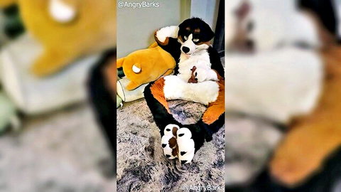 Bernese mountain dog fursuit sitting spread-legged on floor with fox plush toy