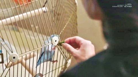 Hand reaching into bird cage to feed blue parrot, casual indoor scene