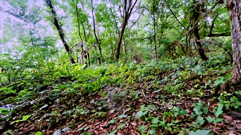 Kally XO in lush forest for wild jailbreak roleplay teaser