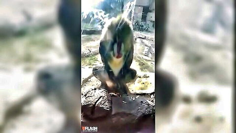Funny monkey fapping and cumming for two girls, explicit animal solo