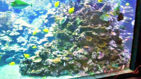 Vibrant tropical fish swimming among colorful corals in a bustling aquarium tank.