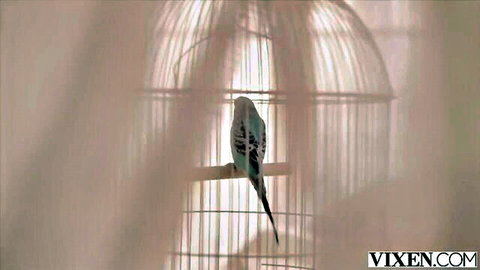 Green budgie parakeet perched on swing inside ornate birdcage with soft bokeh background