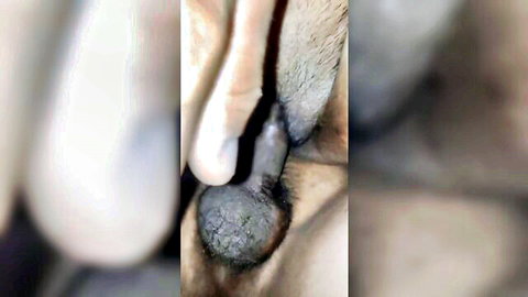 Blurry close-up of erect canine penis with knot, sheath and balls