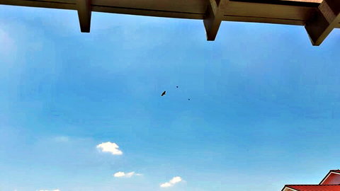Birds flying in clear blue sky under wooden roof beams