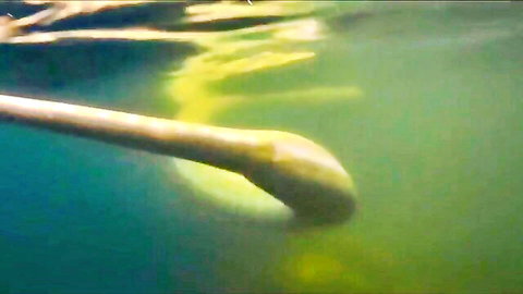 Underwater closeup of long pale curved tentacle-like object in murky green water