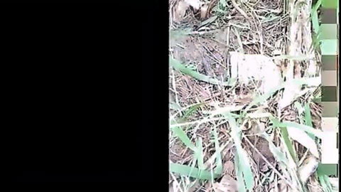 Amateur Asian MILF risky outdoor fuck in grass with stranger