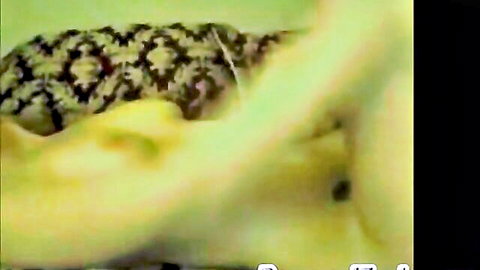 Amateur blonde and brunette masturbating on webcam