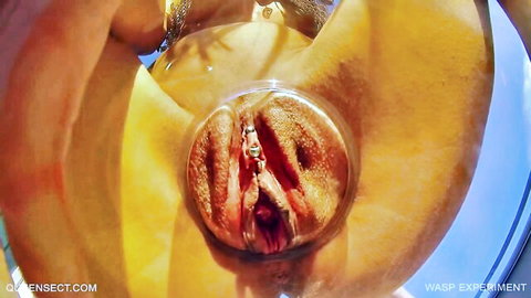 POV close-up of wet vulva in QueenSect Wasp Experiment 3