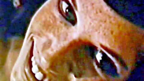 Smiling woman in teddy bear costume from retro Playmate Films porn
