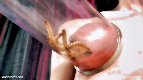 Worms crawling on swollen red nipple sucked into clear vacuum tube fetish