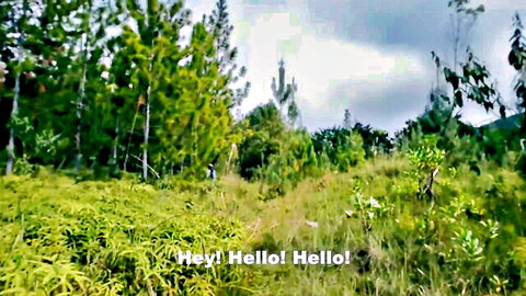 Lush green forest landscape with grassy hills under cloudy sky and 'Hey Hello Hello' text overlay