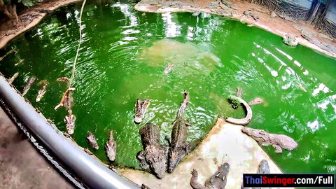 Amateur Thai GF near crocodiles in wild pool sex scene