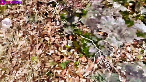 Close-up of green moss, brown leaves and gray rocks on outdoor forest floor