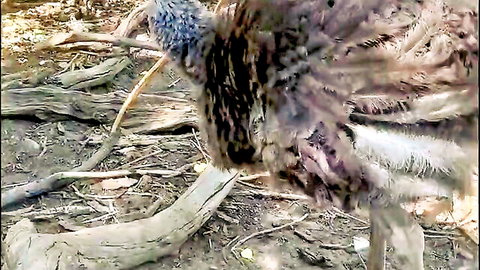 Close-up of ostrich head with fluffy brown and white feathers in dirt farm setting.