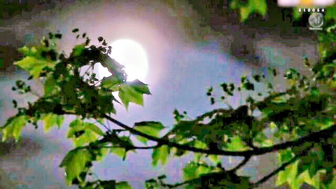 Asian MILF in impassioned moonlit night scene with green leaves