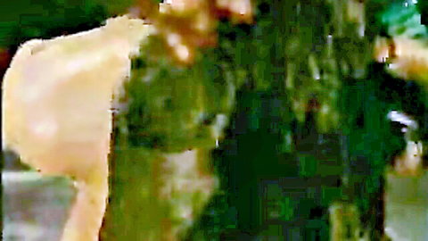 Blurry green-tinted scene with indistinct yellowish figure against foliage background