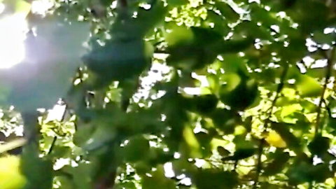Indian BBW Aunty outdoor romp with delivery boy in lush greenery