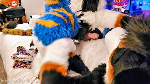 AngryBarks furry knotfucking: monstrous mutt trains tiny kitten to sit