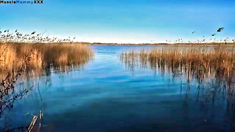 Serene golden reeds framing calm blue lake under clear sky scenic view