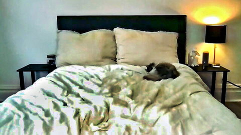 Scarletterose cozy bedroom stream tease, big bush big ass cam show