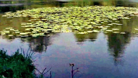 Zombie Lake 1981 horror film lake scene with lily pads, prelude to nude celeb scenes