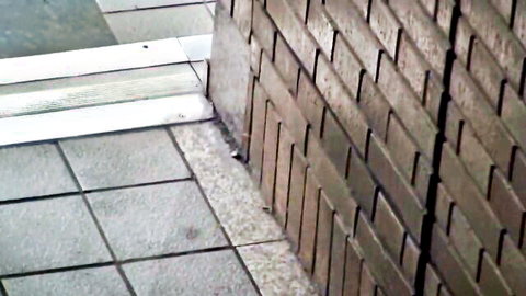 Blurry JAV thumbnail of brick wall and tiled entrance, 383REIW-020
