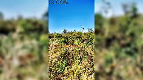Blurry green bushes and wildflowers in outdoor field under blue sky
