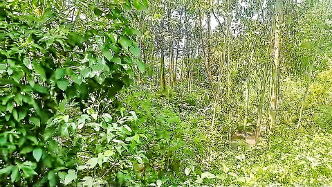 Scenic lush forest with river, African YouTuber walk in nature