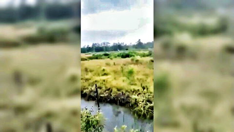 Outdoor gangbang scene in lush green marsh with cloudy sky