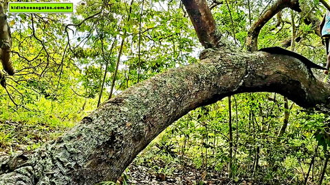 Lush Brazilian forest with curved mossy tree trunk and green foliage