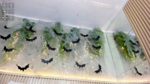 Halloween-themed ceiling with hanging bats, green vines and fairy lights