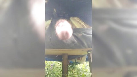 Blurry BDSM CBT insertion pain scene outdoors, perverse mosquito fetish
