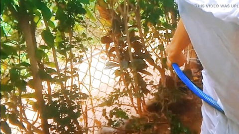 Sri Lankan Asian woman outdoor bathing with hose, sexy solo shower