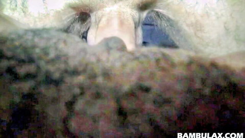 POV close-up of hairy ebony pussy with dark bush and spread thighs