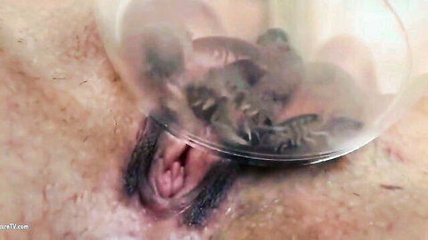 Close-up of pussy with woodlice crawling in suction cup, Sexy Woodlouse fetish