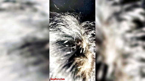Blurry close-up of fluffy white fur strands with Anaporn.com watermark visible