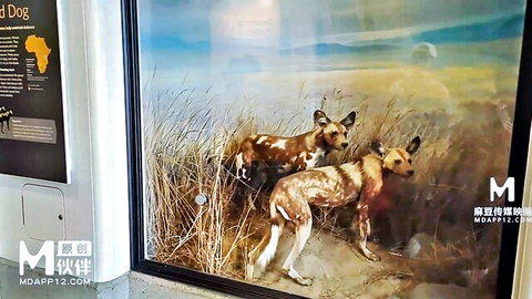 Museum exhibit of two African wild dogs in savanna diorama, taxidermy display