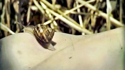 Alicia González Laá nude tits in seductive Catalonian sex scene (2006)