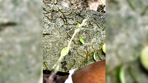 Blurry outdoor pissing scene with yellow stream on gravel and green leaves