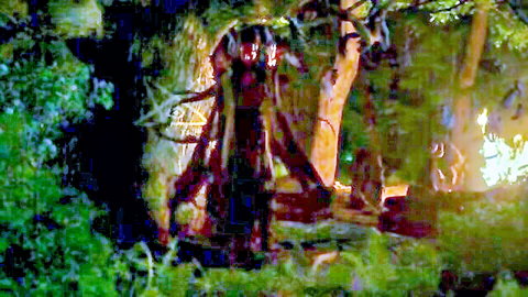 Madison Iseman and Melanie Jarnson nude tits in Witchboard 2024 forest scene