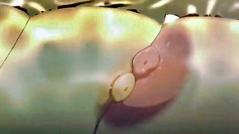 Hentai close-up of juicy pink wet pussy lips spread wide showing inner folds.
