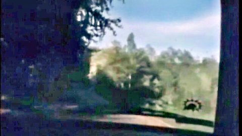 Blurry outdoor scene with trees, path, and peacock in virginity loss video thumbnail