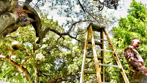 Older man climbs ladder to hang chandelier from backyard tree branch amid greenery and lanterns