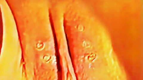 Extreme close-up of red-hot nail piercing wet pierced pussy