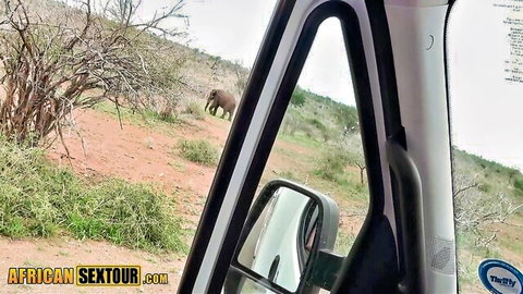 Elephant in safari jeep mirror reflection on African sex tour adventure outdoors