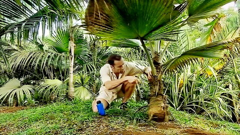 Kneeling adventurer in khaki shorts examines thick palm trunk in lush tropical jungle outdoors